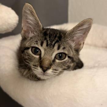 Marlon -  Domestic Short Hair Cat for Adoption in Leander, Texas - Marlon | PetCurious