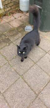 Domestic Long Hair Cats Available for Adoption - Alex | PetCurious