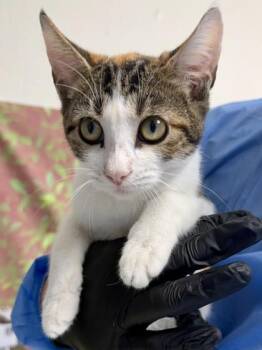 Isla -  Domestic Short Hair Cat for Adoption in San Antonio, Texas - Isla | PetCurious