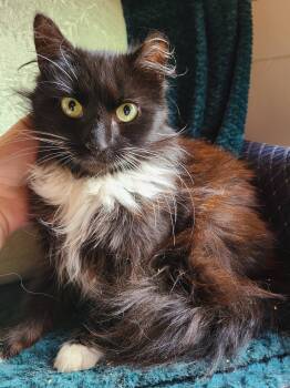 Domestic Long Hair Cats Available for Adoption - Pearl | PetCurious
