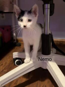 Nemo -  Domestic Medium Hair Cat for Adoption in Bolivar, Missouri - Nemo | PetCurious