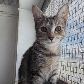 Josie -  Domestic Short Hair Cat for Adoption in Quakertown, Pennsylvania - Josie | PetCurious