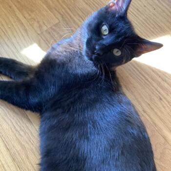 Paint Dot -  Domestic Short Hair Cat for Adoption in Washougal, Washington - Paint Dot | PetCurious