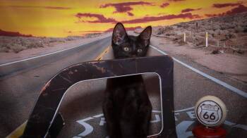 Rescue Domestic Short Hair Cats for Adoption in Lucas, Texas - Max | PetCurious