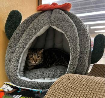 Aditi -  Domestic Short Hair Cat for Adoption in Gladstone, Oregon - Aditi | PetCurious