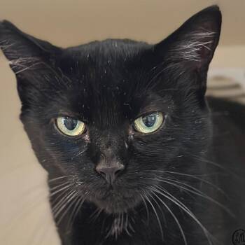 Arrow -  Domestic Short Hair Cat for Adoption in Victor, New York - Arrow | PetCurious