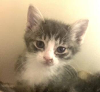 Fifi -  Domestic Short Hair Cat for Adoption in Cincinnati, Ohio - Fifi | PetCurious