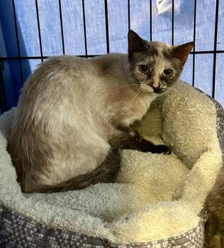 Siamese Cats Available for Adoption in Portland, Indiana - Halo | PetCurious