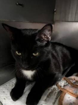 Domestic Short Hair Cats Available for Adoption - Donoma (Visible Sun) | PetCurious