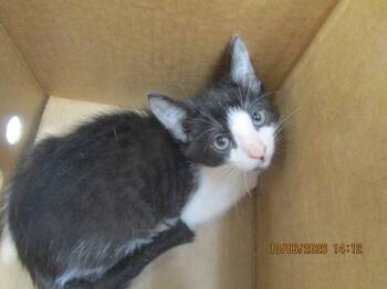 (664) -  Domestic Short Hair Cat for Adoption in Marietta, Georgia - (664) | PetCurious