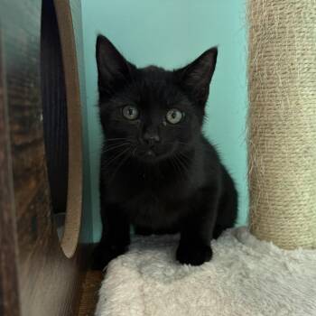 Bok Choy -  Domestic Short Hair Cat for Adoption in Falls Church, Virginia - Bok Choy | PetCurious