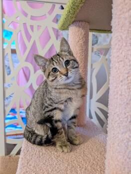 Rescue Domestic Short Hair and Bengal Cats for Adoption in Beaverton, Oregon - Hiccup | PetCurious