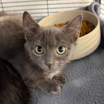 Grigio -  Domestic Short Hair Cat for Adoption in Hampton Bays, New York - Grigio | PetCurious