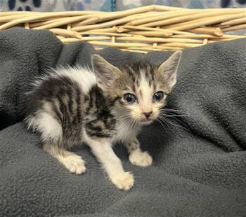 CARLOS -  Domestic Short Hair Cat for Adoption in Rosenberg, Texas - CARLOS | PetCurious