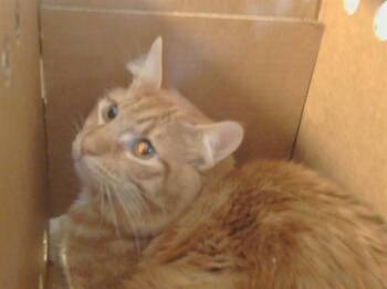 Domestic Short Hair Cats Available for Adoption - GARFIELD | PetCurious