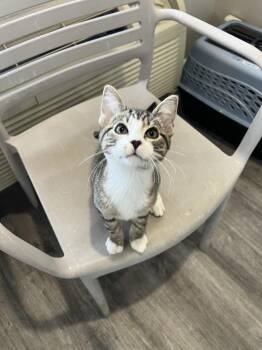Domestic Short Hair and Tabby Cats Available for Adoption in Glen Raven, North Carolina - LUIGI | PetCurious