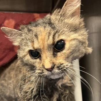 Domestic Long Hair Cats Available for Adoption in Murray, Utah - Lily | PetCurious
