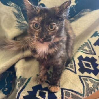 N - Sisu -  Domestic Medium Hair Cat for Adoption in Arizona City, Arizona - N - Sisu | PetCurious