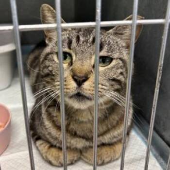 Domestic Short Hair Cats Available for Adoption in New York, New York - Coconut | PetCurious