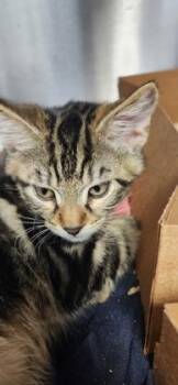 Chilly -  Domestic Short Hair Cat for Adoption in Roseville, California - Chilly | PetCurious