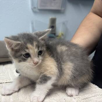 Chestnut -  Domestic Medium Hair Cat for Adoption in Riverside, California - Chestnut | PetCurious