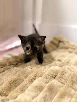 Domestic Short Hair Cats Available for Adoption - Orzo | PetCurious