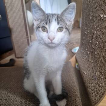 American Shorthair Cats Available for Adoption in Polk City, Florida - Monkey  | PetCurious