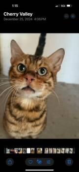 Raja -  Bengal Cat for Adoption in Calimesa, California - Raja | PetCurious