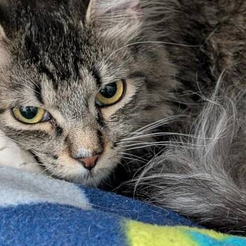 Domestic Short Hair Cats Available for Adoption in Las Vegas, Nevada - Cinderella | PetCurious