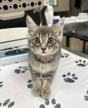 Princess Foggy -  Domestic Short Hair Cat for Adoption in Westland, Michigan - Princess Foggy | PetCurious