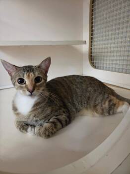 Merida -  Domestic Short Hair Cat Available for Adoption in Town 