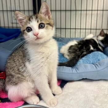 Bagel -  Domestic Short Hair Cat for Adoption in Hawthorne, California - Bagel | PetCurious