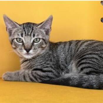 Dusty -  Domestic Short Hair Cat for Adoption in Lakewood, Colorado - Dusty | PetCurious