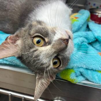 Wiley Coyote -  Domestic Short Hair Cat for Adoption in Corpus Christi, Texas - Wiley Coyote | PetCurious