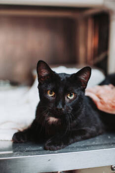 Rescue Domestic Short Hair Cats for Adoption in North Charleston, South Carolina - 88990a Hex | PetCurious