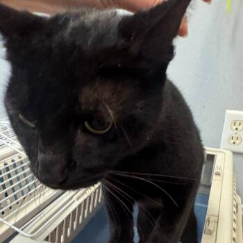 Ryder -  Domestic Short Hair Cat for Adoption in Port Charlotte, Florida - Ryder | PetCurious