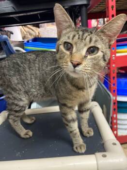 WRANGLER -  Domestic Short Hair Cat for Adoption in Peru, Indiana - WRANGLER | PetCurious