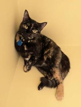 Domestic Short Hair Cats Available for Adoption - Fair~ SIX TIMES HOMELESS | PetCurious