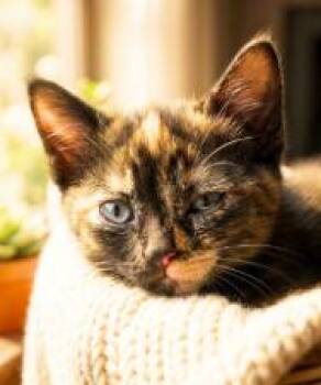 Choco -  American Shorthair Cat for Adoption in Union City, New Jersey - Choco | PetCurious