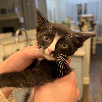 Rumi F-21676 -  Domestic Short Hair Cat for Adoption in Oklahoma City, Oklahoma - Rumi F-21676 | PetCurious