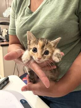 Lightweight (Available for pre-adoption) -  Domestic Short Hair Cat for Adoption in Camden, South Carolina - Lightweight (Available For Pre-adoption) | PetCurious