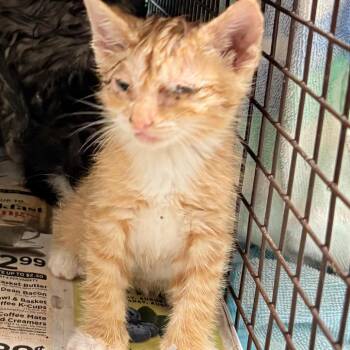 Truffle -  Domestic Short Hair Cat for Adoption in Philadelphia, Pennsylvania - Truffle | PetCurious
