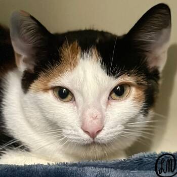 Cinderella -  Domestic Short Hair Cat for Adoption in Victor, New York - Cinderella | PetCurious