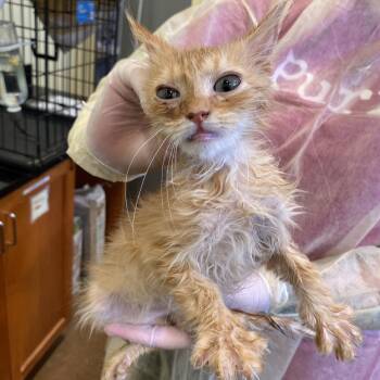 Gemma -  Domestic Long Hair Cat for Adoption in Lynchburg, Virginia - Gemma | PetCurious