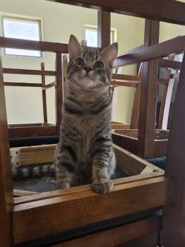 Neo -  Domestic Short Hair Cat for Adoption in Glendale, Arizona - Neo | PetCurious