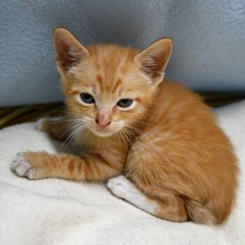BAC-A-141981 -  Domestic Short Hair Cat for Adoption in Beaumont, Texas - BAC-A-141981 | PetCurious