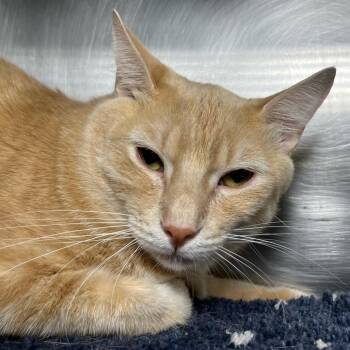 Chonk Diesel -  Domestic Short Hair Cat for Adoption in Palm Springs, California - Chonk Diesel | PetCurious