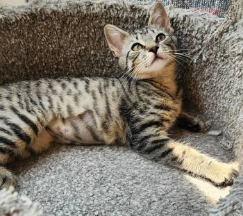 RAZZMATAZZ -  Domestic Short Hair Cat for Adoption in Highland Park, New Jersey - RAZZMATAZZ | PetCurious