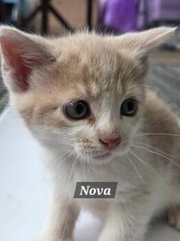 Nova -  Domestic Short Hair Cat for Adoption in Mount Airy, North Carolina - Nova | PetCurious