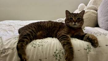 Sunday -  Domestic Short Hair Cat for Adoption in San Luis Obispo, California - Sunday | PetCurious